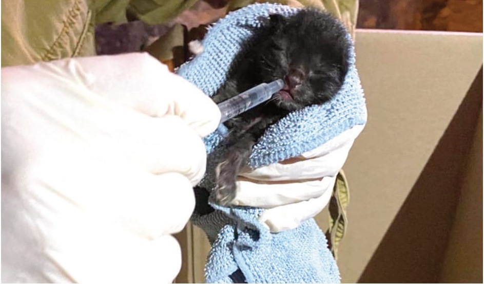 Gattini appena nati gettati nei rifiuti, se ne salva solo uno: c’è l’inchiesta