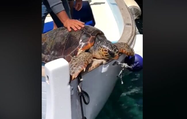 Capri, una tartaruga salvata dalle reti di pesca