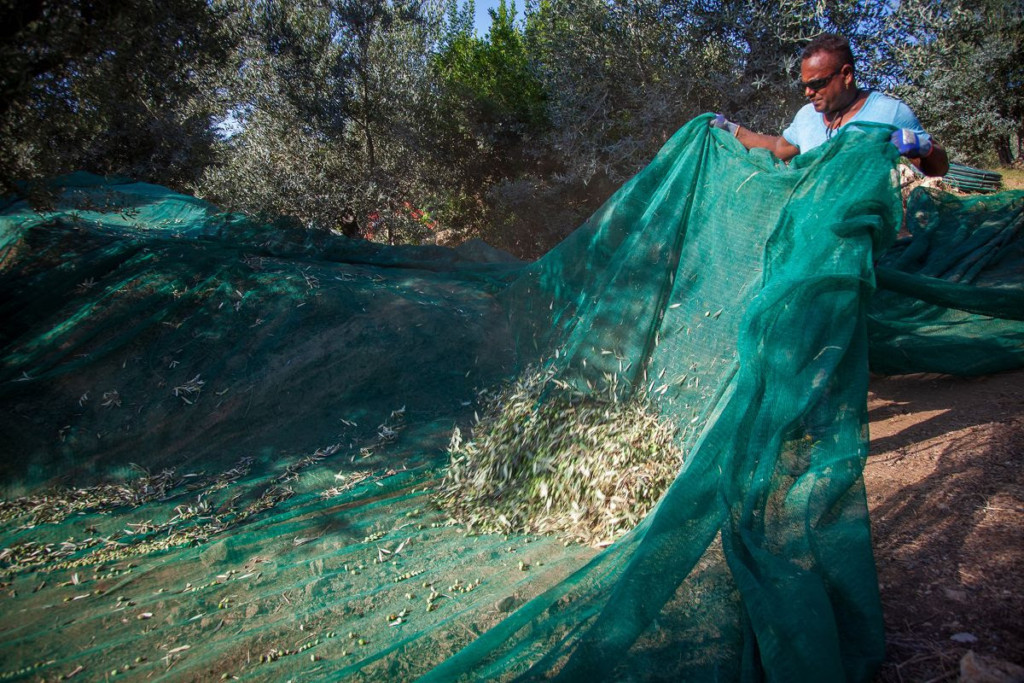 L’Oro di Capri, raccolta in anticipo e un’idea di marketing per le neo mamme