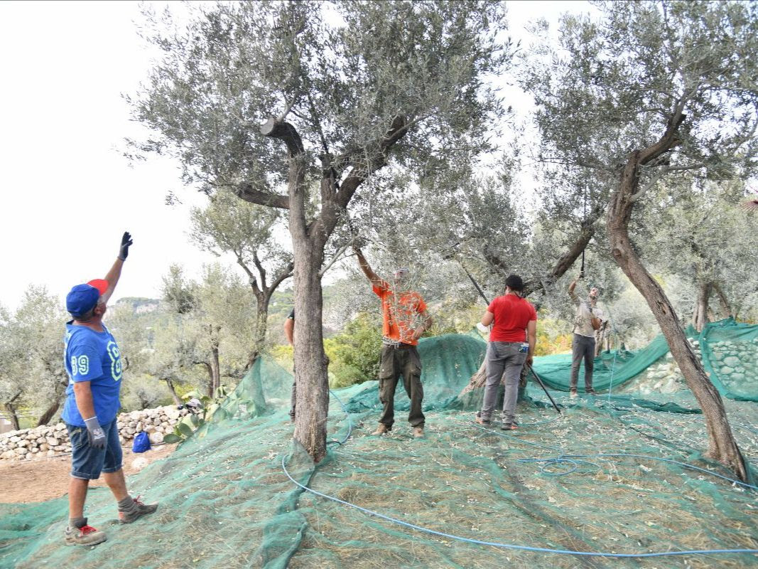 Anacapri, per L’Oro di Capri buona la raccolta delle olive 2021. Domenica 24 Ottobre la camminata tra gli olivi con Città dell’olio