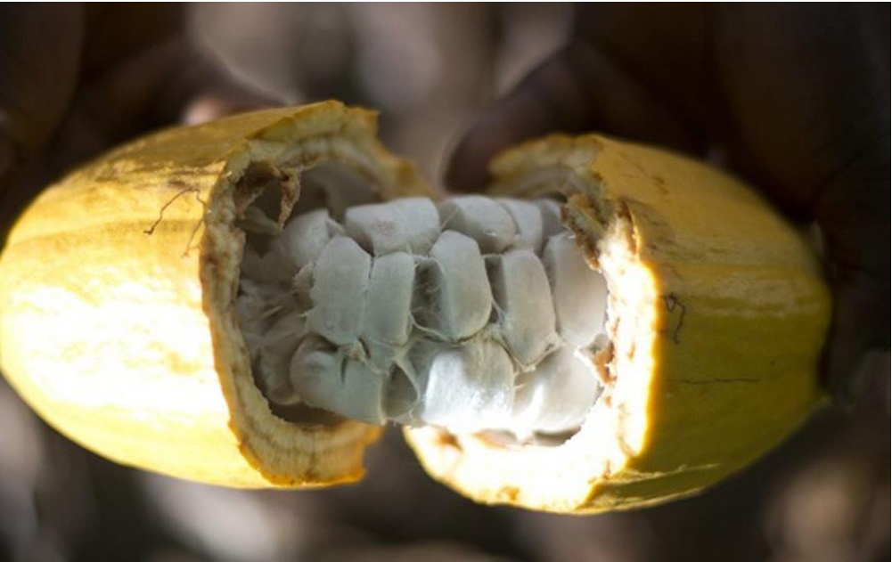 Cioccolato al cento per cento del frutto