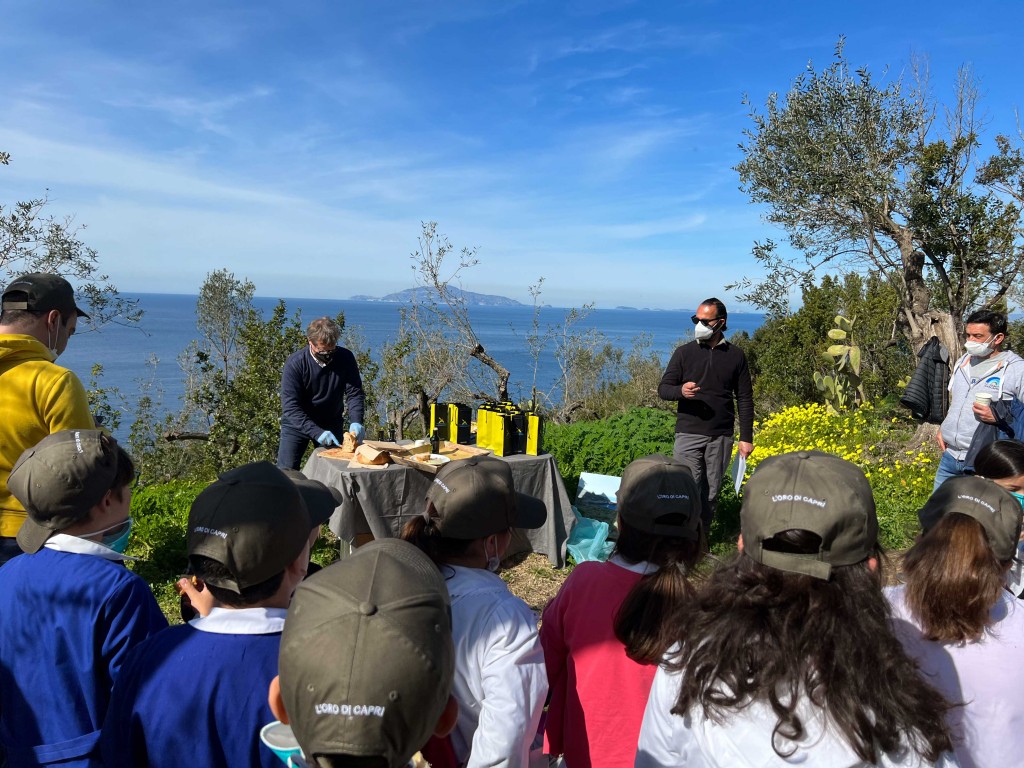 L’ Oro di Capri riparte dalla natura: piantumati 25 esemplari di ulivo