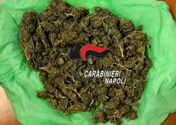 Anacapri: I Carabinieri sequestrano 116 grammi di Marijunana in un terreno alla Migliera