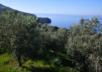 Camminata tra gli olivi 2022