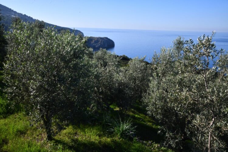 Camminata tra gli olivi 2022