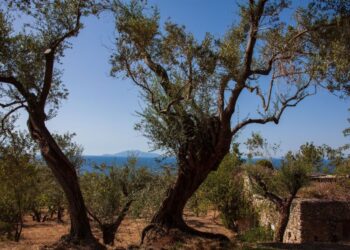 Dal 10 al 12 Marzo, la XVII edizione di Olio Capitale a Trieste, L’Oro di Capri in prima linea per salvaguardia dell’olio evo e del paesaggio