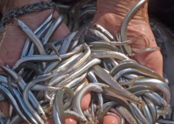 A Genova Slow Fish 2023 con i laboratori del gusto a base di pesce e prodotti dell’agricoltura costiera