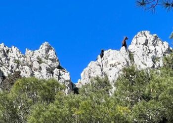 Trovate morte ad Anacapri sul sentiero del Solaro ventidue caprette