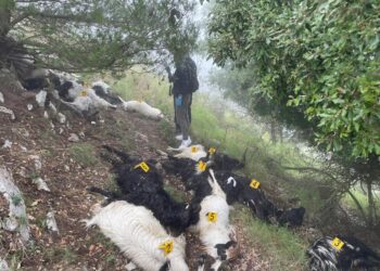 Strage delle caprette la verità dalle analisi