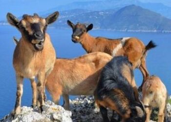 Trovate morte ad Anacapri 22 caprette, forse avvelenate  Furono immortalate anche in ‘Capri Revolution’ di Martone