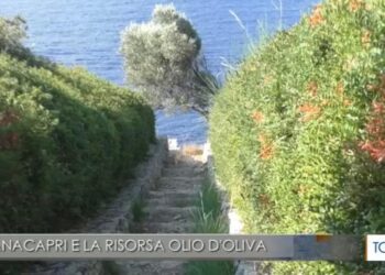 TGR: Anacapri al top tra le città dell’olio (Video)