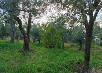 La Tenuta Pino de’ Monaci ad Anacapri, protagonista nelle Giornate Fai d’autunno a Capri (Gallery)