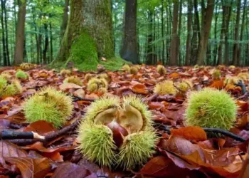 A Piano Di Sorrento “il laboratorio sulla castagna”