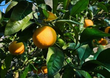 Lunedì la terza edizione di SorrentoOrangeWeek