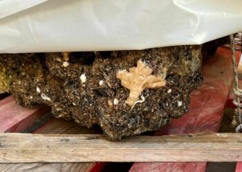 Capri, nella Grotta Azzurra recuperato reperto dell’era di Augusto e Tiberio (Photogallery)