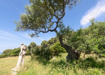 Progetto degli antichi oliveti di Anacapri presentato al FAI