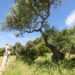 Progetto degli antichi oliveti di Anacapri presentato al FAI