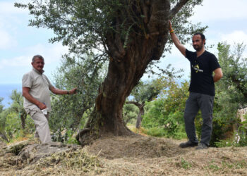 L’Oro di Capri porta a Trieste per Olio Capitale, la valorizzazione del patrimonio di uliveti plurisecolari