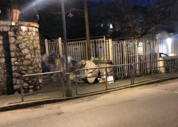Capri, boom di B&B e residenti senza casa “Serve una legge speciale” lo chiede la delegazione isolana dell’Unione Nazionale Consumatori