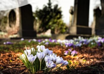 Anacapri: Inumazione nei campi comuni del cimitero