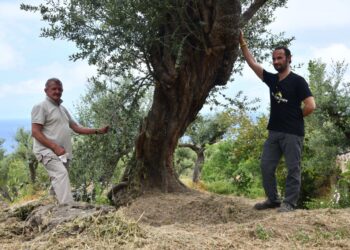 L’Oro di Capri a Trieste per la sedicesima edizione di Olio Capitale