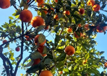 La merenda sana: pane e marmellata e aranciata fresca