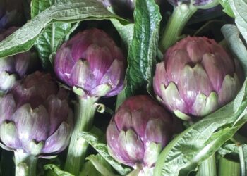 “Carciofo violetto di Schito” a tavola con Slow Food
