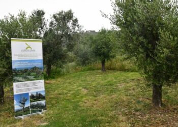 Anacapri, “Merenda nell’Oliveta” arriva alla quarta edizione (Photogallery)