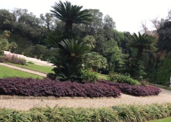 Per Capri un progetto fatto di alberi e verde pubblico