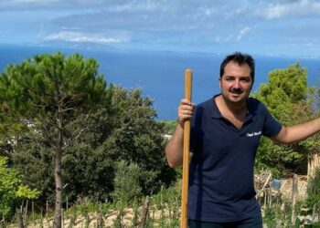 A Capri si produrrà anche il vino bianco: l’annuncio di Celentano Agricola