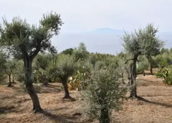 Gli olivi secolari di Capri al centro di un convegno sull’isola