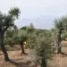 Gli olivi secolari di Capri al centro di un convegno sull’isola