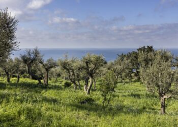 Capri: “Gli olivi secolari. La riscoperta di un tesoro abbandonato” convegno con gli esperti del Cnr