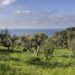 Capri: “Gli olivi secolari. La riscoperta di un tesoro abbandonato” convegno con gli esperti del Cnr