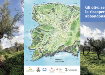 GLI OLIVI SECOLARI DI CAPRI: La riscoperta di un tesoro abbandonato, 21 luglio 2024 ore 10.00, Centro Multimediale Mario Cacace