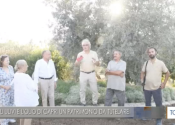 TGR: GLI ULIVI E L’OLIO DI CAPRI UN PATRIMONIO DA TUTELARE (Video)