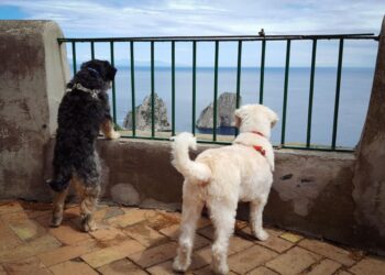 A Capri multe per i cani senza guinzaglio