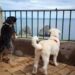 A Capri multe per i cani senza guinzaglio