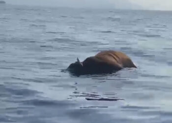 Allarme mucca in mare tra Punta Campanella e Capri