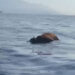 Allarme mucca in mare tra Punta Campanella e Capri