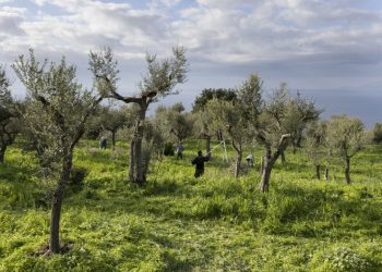 L’Oro di Capri a Torino per Terra Madre Il Salone del Gusto di Slow Food, giunto alla sua 15esima, edizione si terrà dal 26 al 30 Settembre al parco Dora di Torino