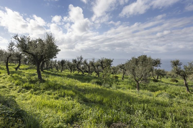 L’Oro di Capri a Torino per Terra Madre Il Salone del Gusto di Slow Food, giunto alla sua 15esima, edizione si terrà dal 26 al 30 Settembre al parco Dora di Torino