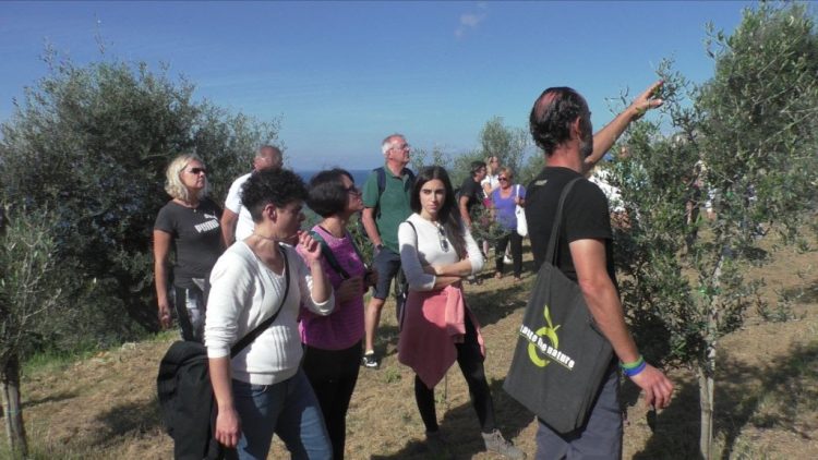 Ad Anacapri con L’Oro di Capri, l’ottava giornata nazionale Camminata tra gli olivi