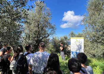 Ad Anacapri con L’Oro di Capri, l’ottava giornata nazionale Camminata tra gli olivi
