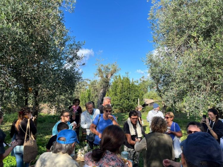 Ad Anacapri con L’Oro di Capri, l’ottava giornata nazionale Camminata tra gli olivi