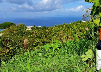 Capri e Irpinia unite da una storia di vino: “Dall’Isola” la vendemmia di Joaquin