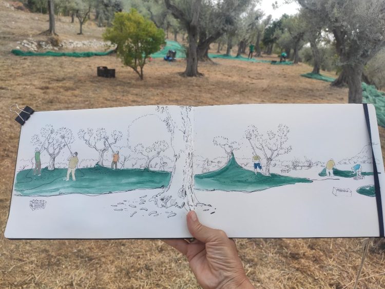 Presentazione del libro: GLI OLIVI DI CAPRI. UNA STORIA DI AGRICOLTURA EROICA scritta e disegnata da Simonetta Capecchi – Electa, Milano, 2024