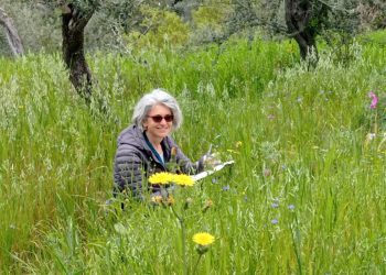 Parole e acquerelli, il libro di Simonetta Capecchi sugli olivi di Capri