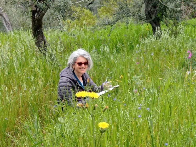Presentazione del libro: GLI OLIVI DI CAPRI. UNA STORIA DI AGRICOLTURA EROICA scritta e disegnata da Simonetta Capecchi – Electa, Milano, 2024
