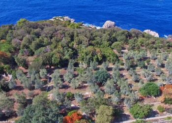 A Napoli pali al posto di alberi, a Capri  l’imprenditore dall’animo green Gianfranco D’Amato rigenera 50 ettari di ulivi.